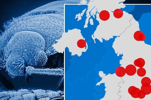 Recent Bed Bug Surge in the UK Raises Alarm